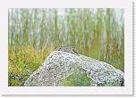harmaasiepot Spotted Flycatchers * 800 x 543 * (319KB)